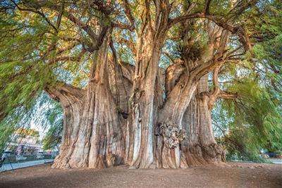 Mexiko Santa Maria del Tule der größte Baum der Welt